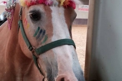 Paard